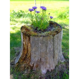 Декорация в пеньке